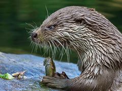 Es gab schon wieder Fisch ....