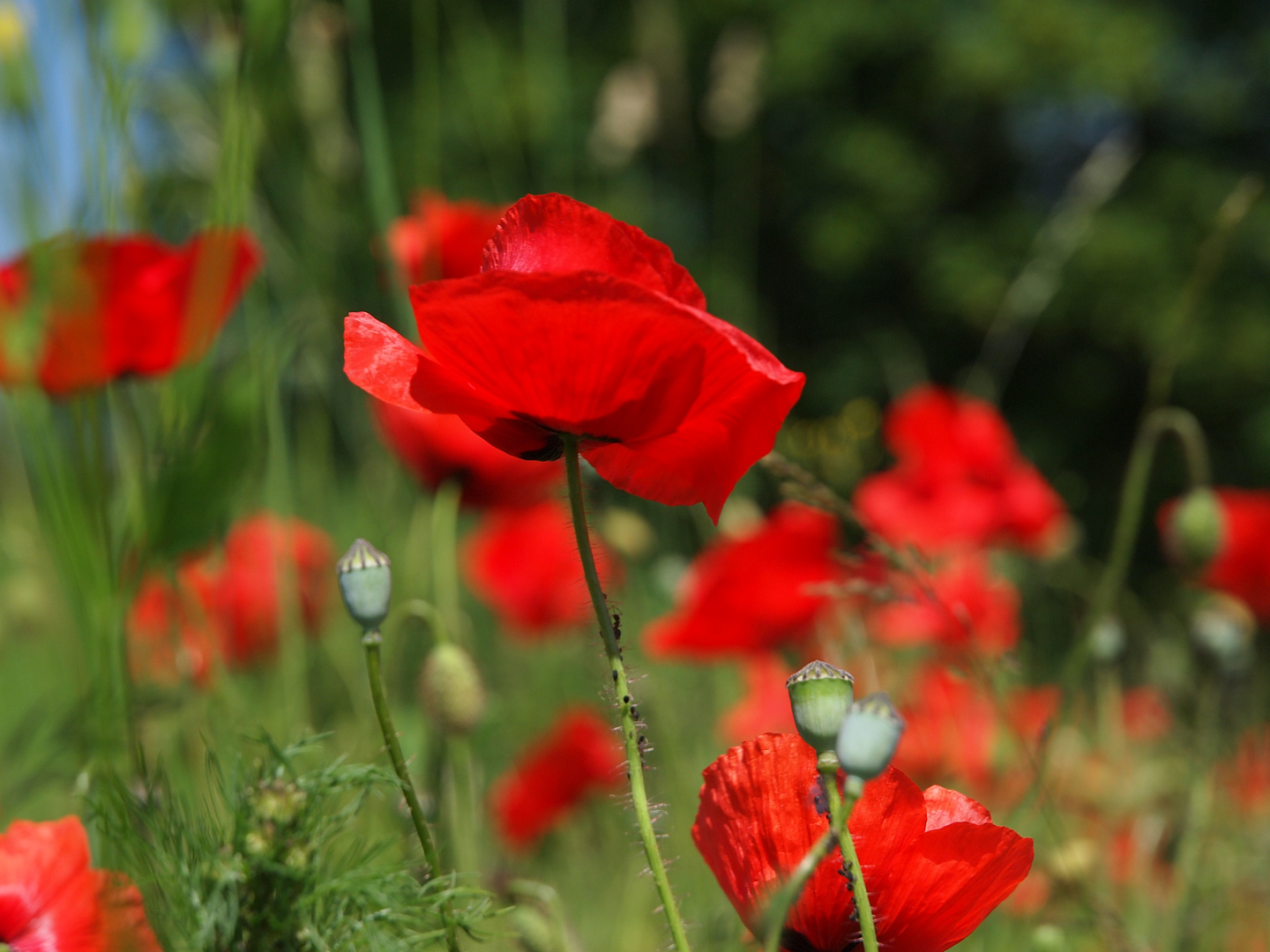 es gab viel Mohn