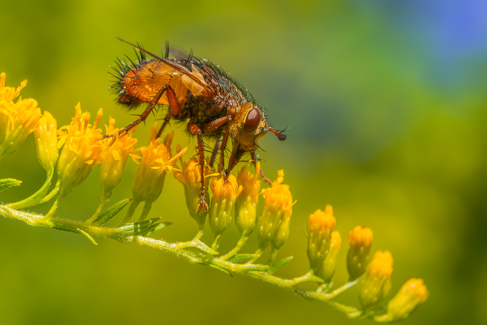 es geht abwärts mit den Insekten