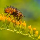 es geht abwärts mit den Insekten