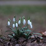 Es geht auch ohne Schnee