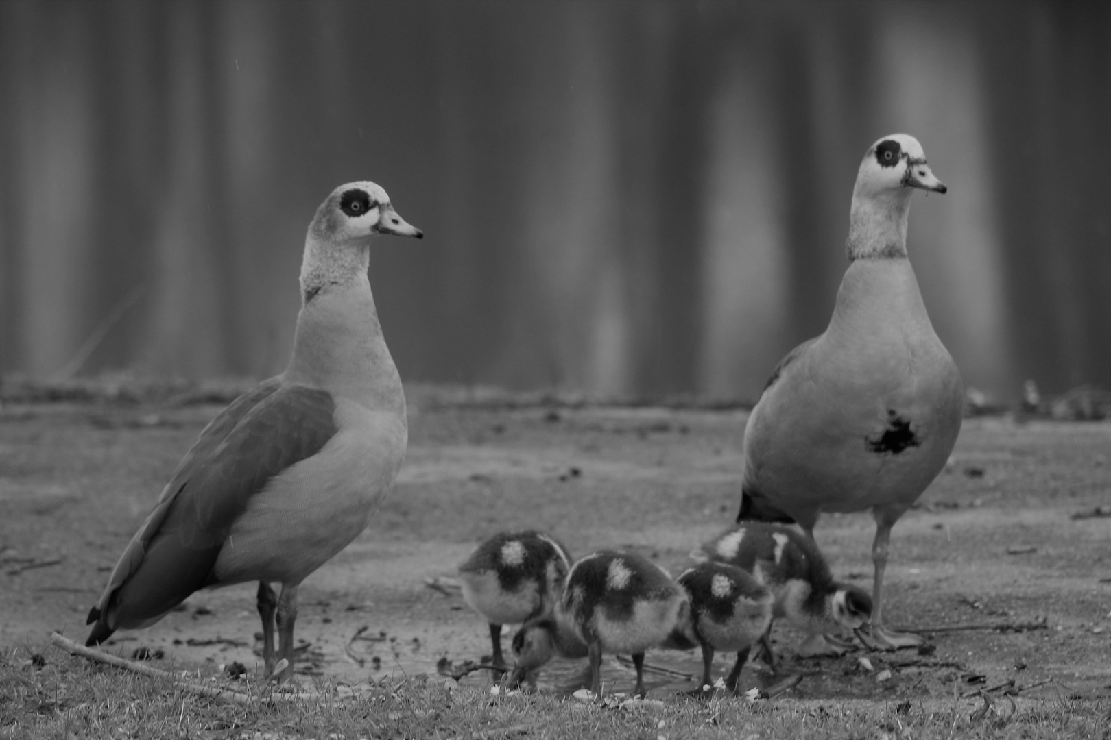 es geht doch nichts über geordnete Familienverhältnisse...