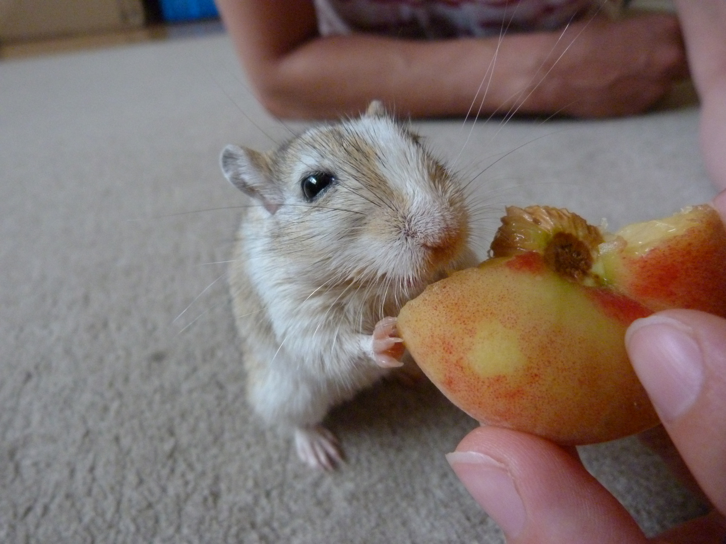 Es geht doch nix über lecker Obst !