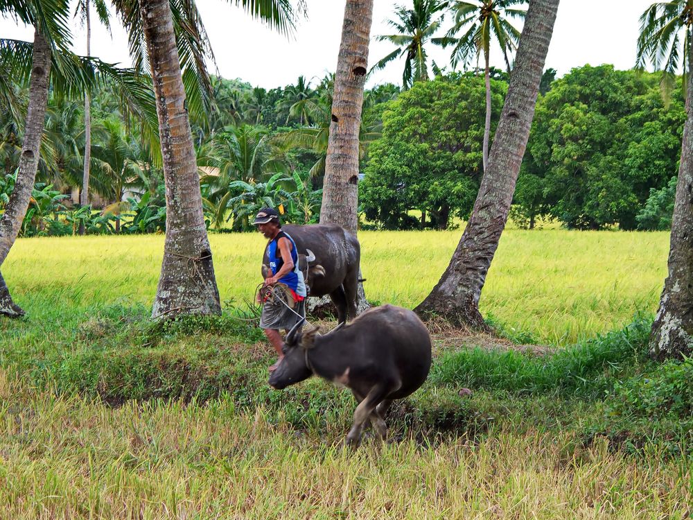 " Es geht heim " , Pang-pang - Aklan - Panay