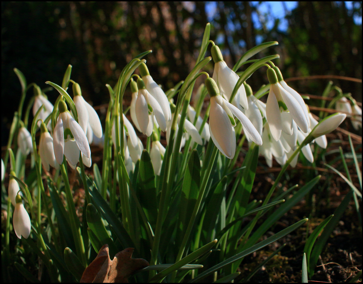 Es geht los - der Frühling wird eingeläutet.