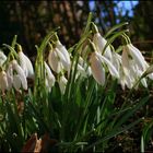 Es geht los - der Frühling wird eingeläutet.