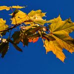 Es geht Richtung Herbst