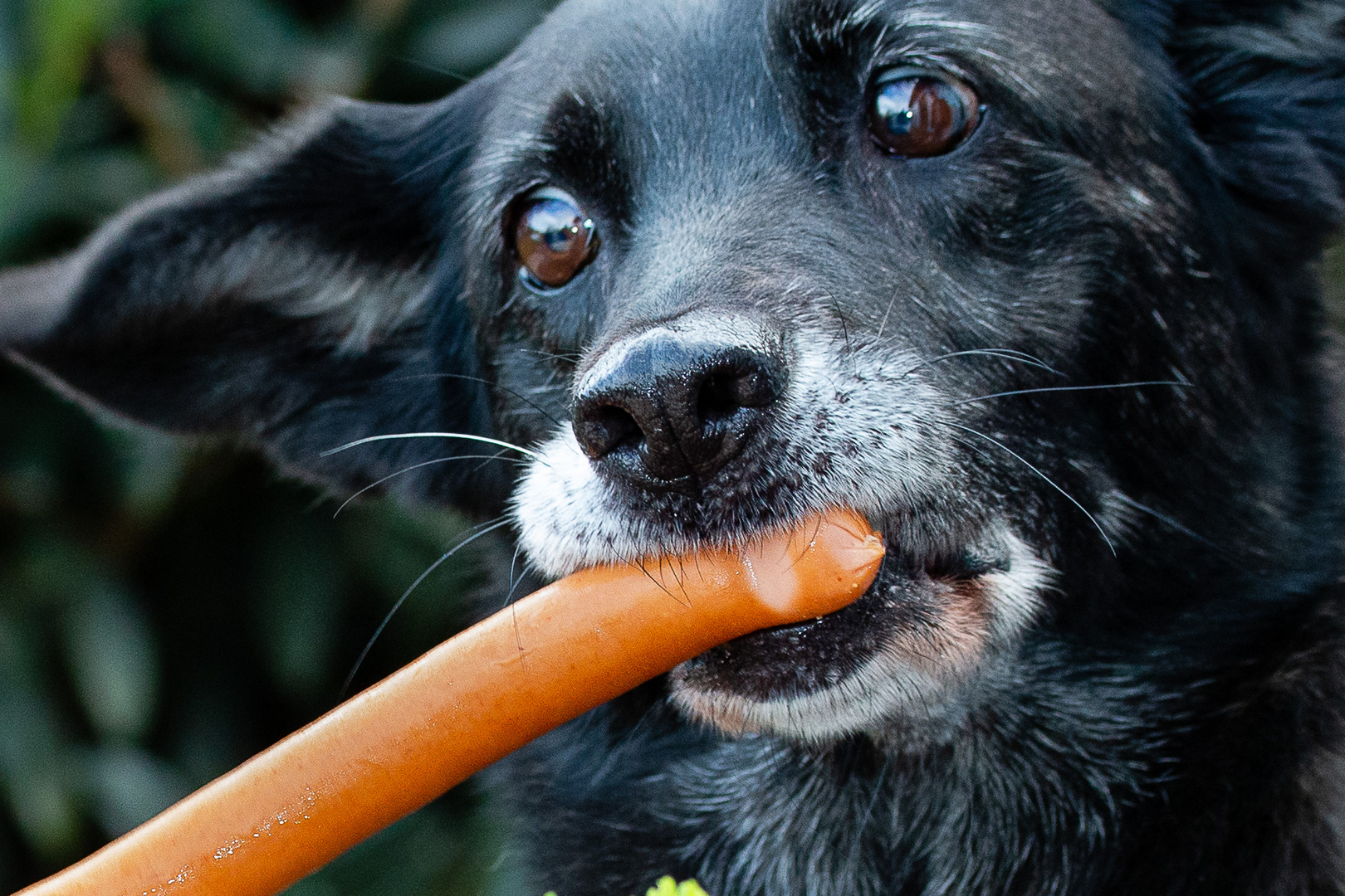 Es geht um die Wurst