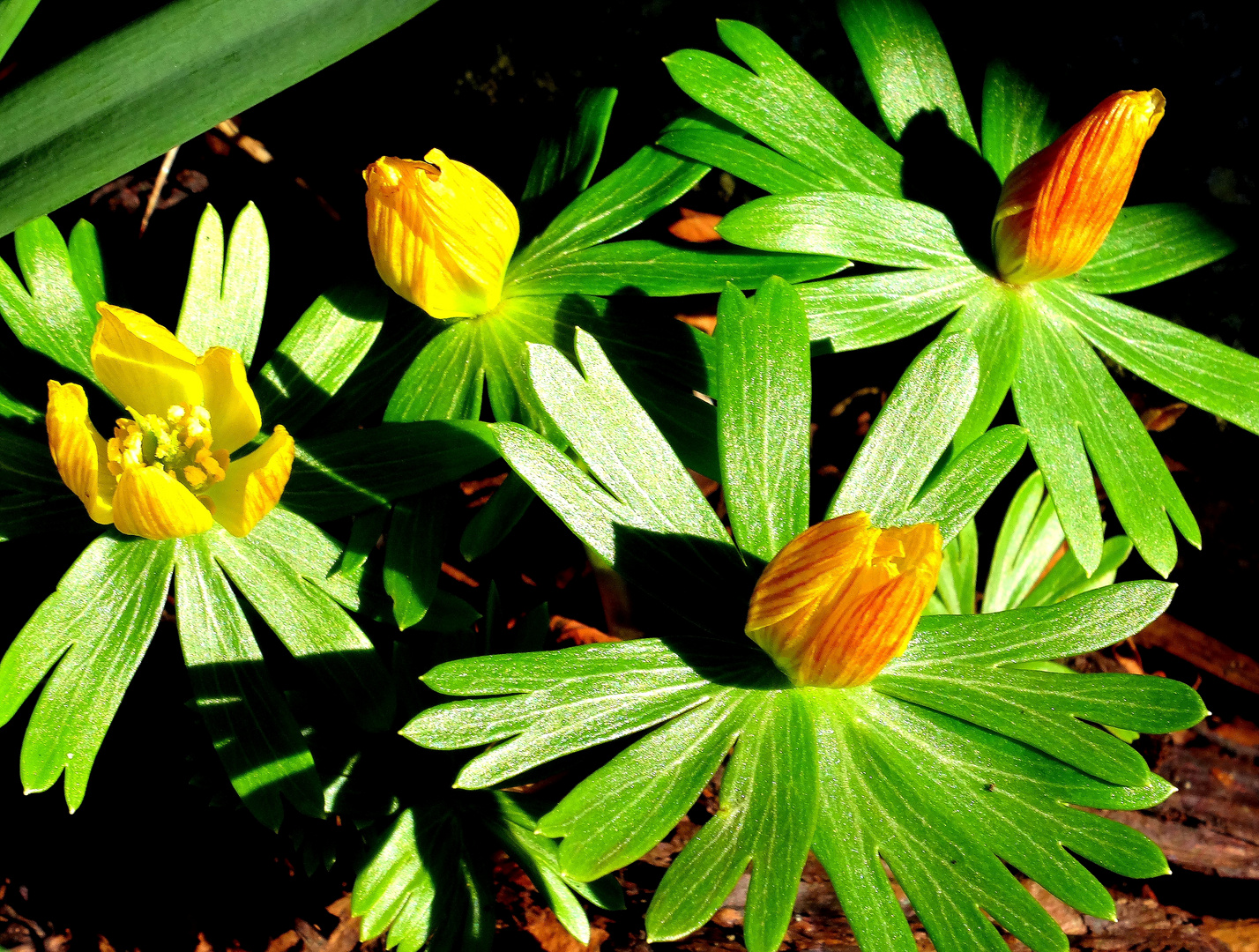 es geht voran im Garten