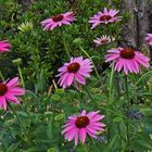 Es geht voran...Echinacea prpurea-  Purpursonnenhut...