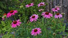 Es geht voran...Echinacea prpurea-  Purpursonnenhut...