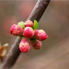 Es geht vorwärts mit dem Frühling!