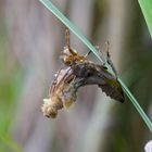 es geht wieder los - die neuen Libellen schlüpfen