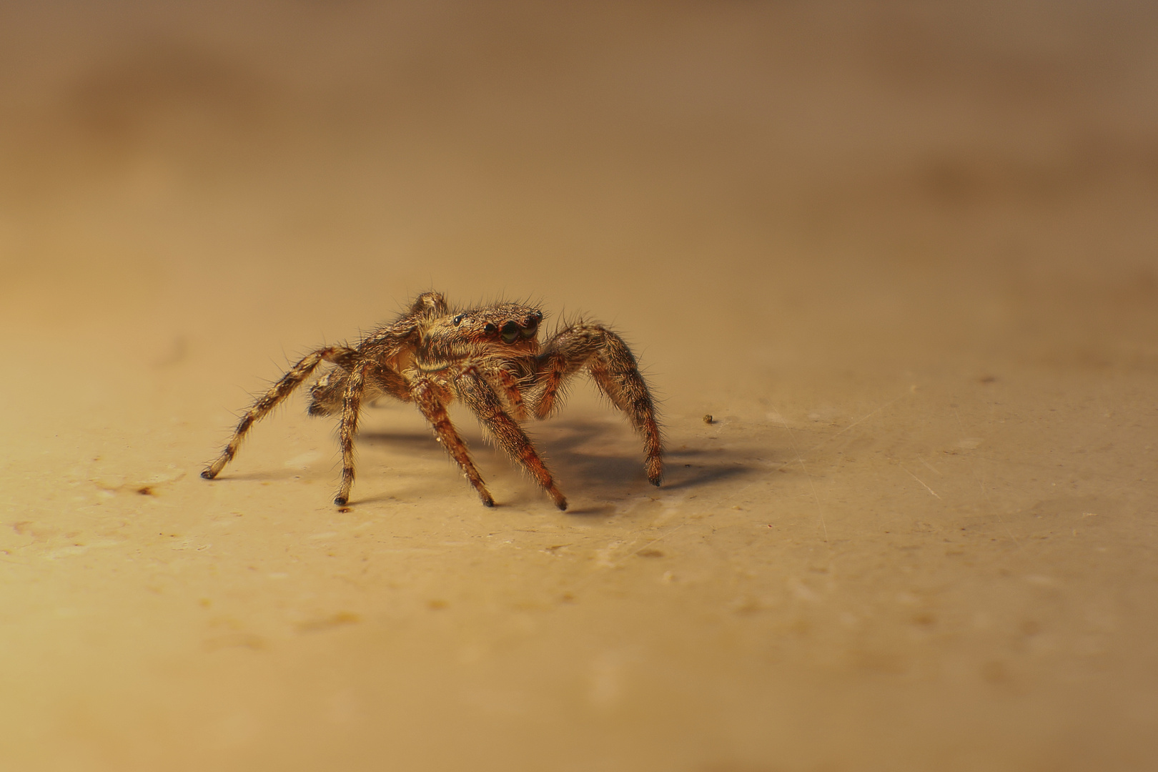 Es geht wieder los ! Makro Saison fängt an - Springspinne -