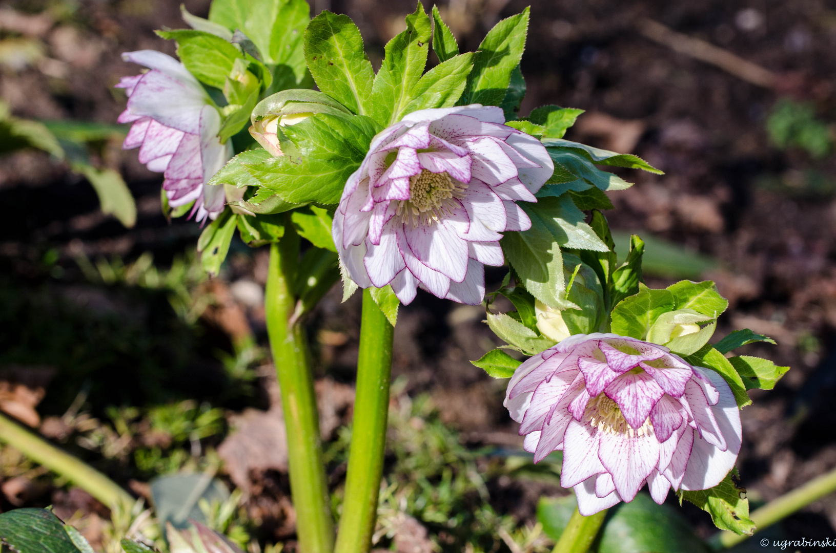 es geht wieder los mit den Blüten