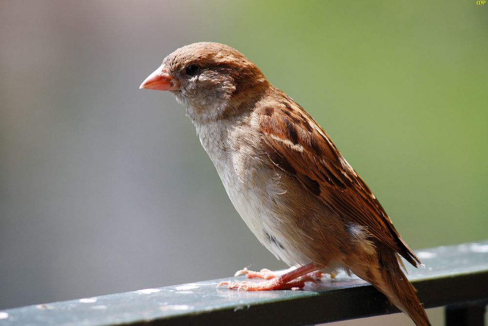 es genügt,den Spatz auf dem Geländer zu haben