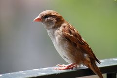 es genügt,den Spatz auf dem Geländer zu haben