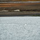 Es geschah in Spitzbergen.                  DSC_7504