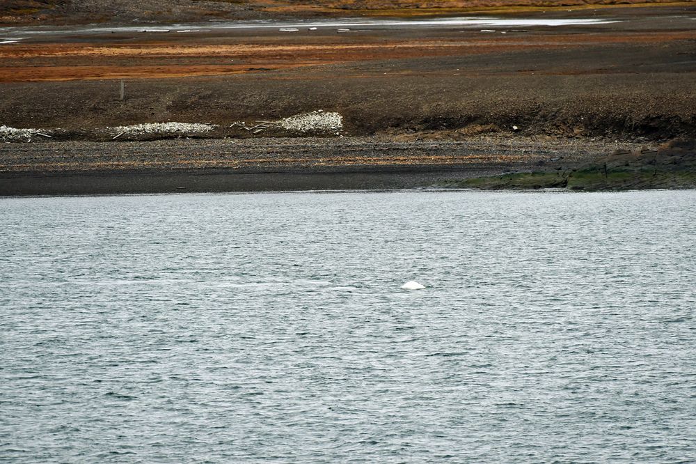 Es geschah in Spitzbergen.                  DSC_7504