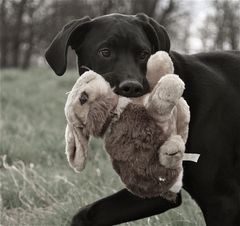 es gibt ABSOLUT KEINEN GRUND MEHR, sich von Ostern so hetzen zu lassen!