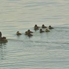 Es gibt am See aber auch Entenküken .