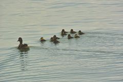 Es gibt am See aber auch Entenküken .