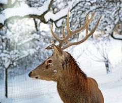 Es gibt auch ein Portrait vom Hirsch´n.....