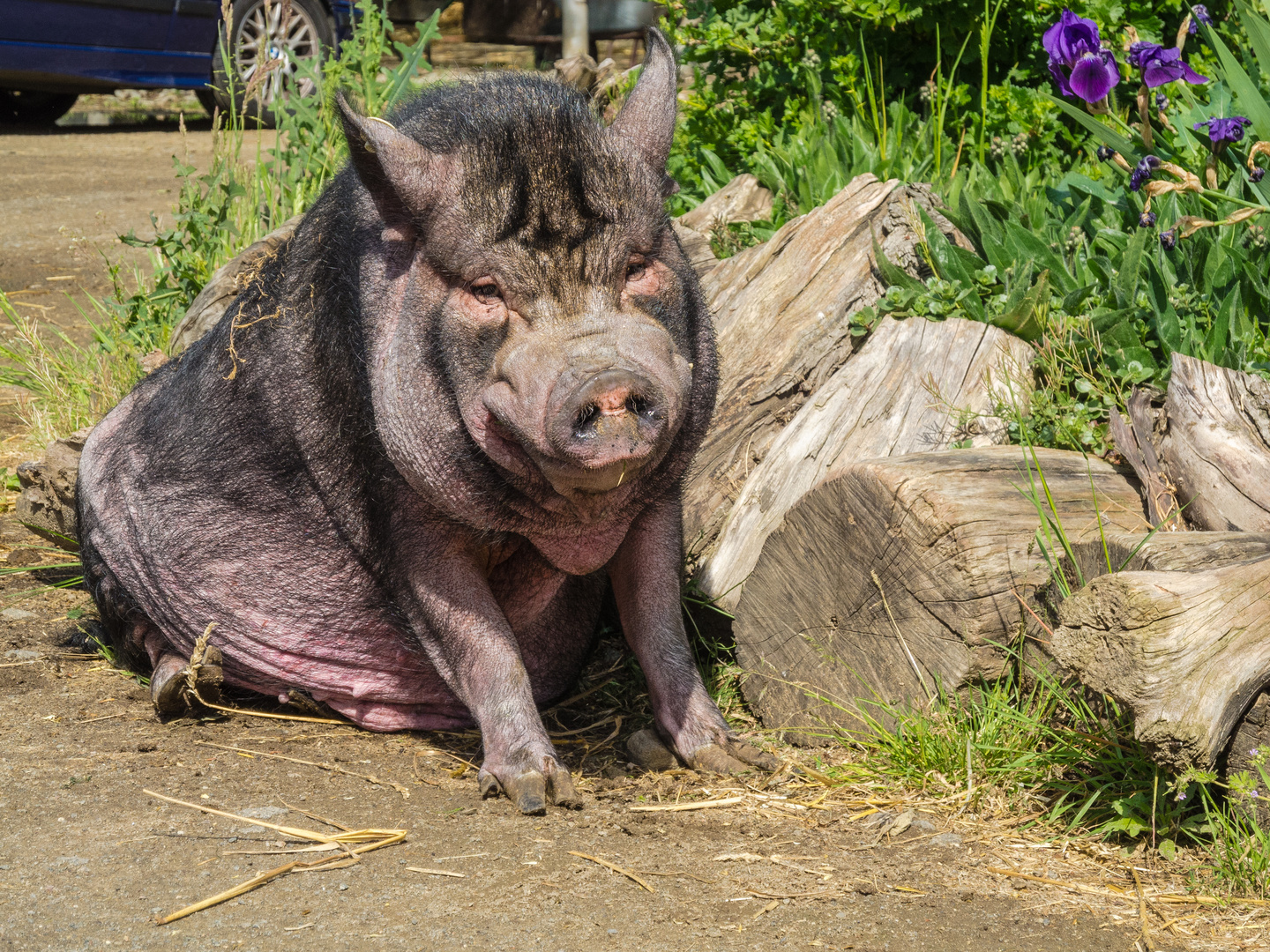 Es gibt auch freilaufende Schweine ;-)