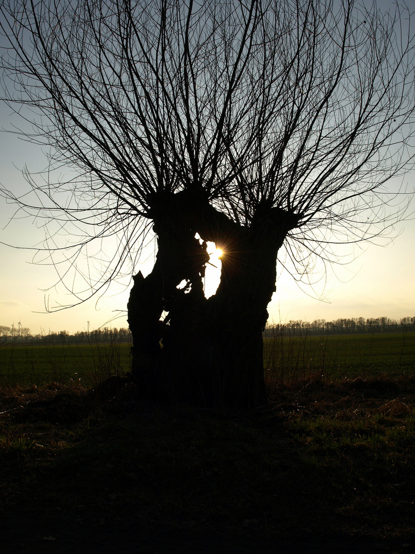 Es gibt auch Kunst in der Natur