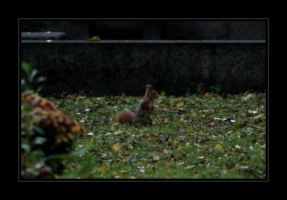 Es gibt auch Leben auf dem Friedhof