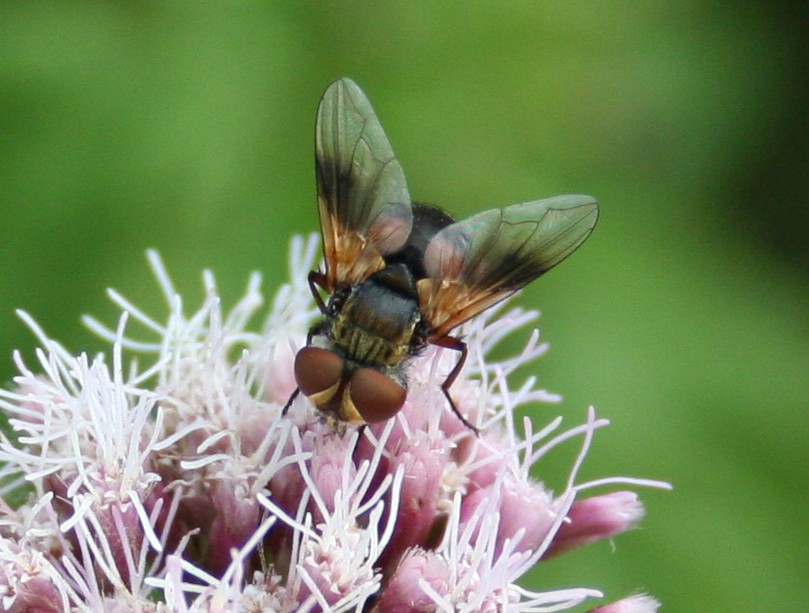 es gibt auch mehrfarbige Fliegen