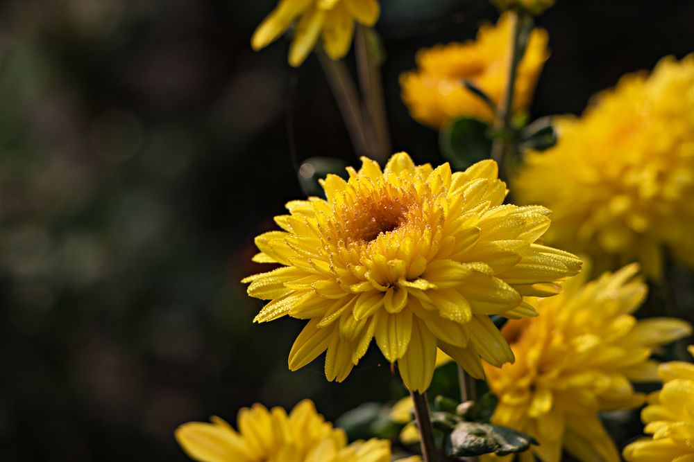 Es gibt auch noch Farbe im Herbst