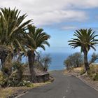 Es gibt auch Palmen auf La Palma...