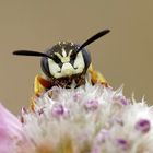 Es gibt auch Wölfe in Lüneburg : Bienenwolf (Philanthus triangulum) 