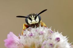 Es gibt auch Wölfe in Lüneburg : Bienenwolf (Philanthus triangulum) 