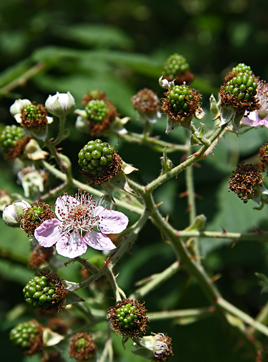 Es gibt bald Him- äh- Brombeeren!