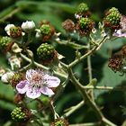 Es gibt bald Him- äh- Brombeeren!