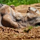 "Es gibt da halt ein großes Problem mit dem Horn"