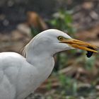 es gibt doch nix leckers als so einen kleene käfer zu fangen und zu verspachteln