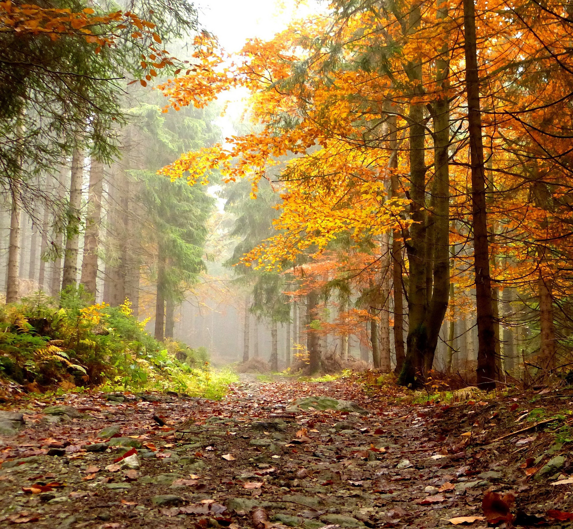 Es gibt eine Stille des Herbstes...