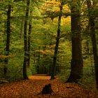 Es gibt eine Stille des Herbstes bis in die Farben hinein (Hugo von Hofmannsthal)