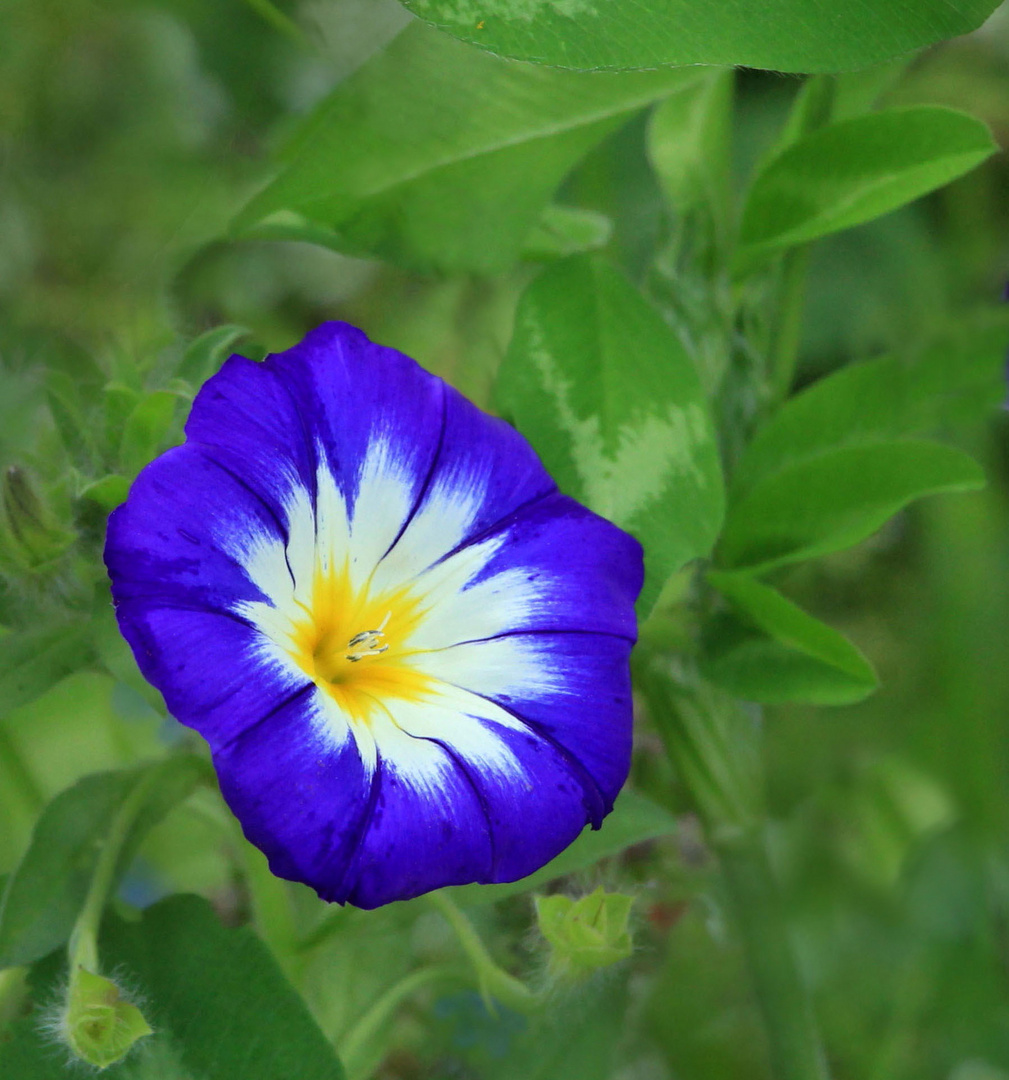 Es gibt Farben und Blüten...