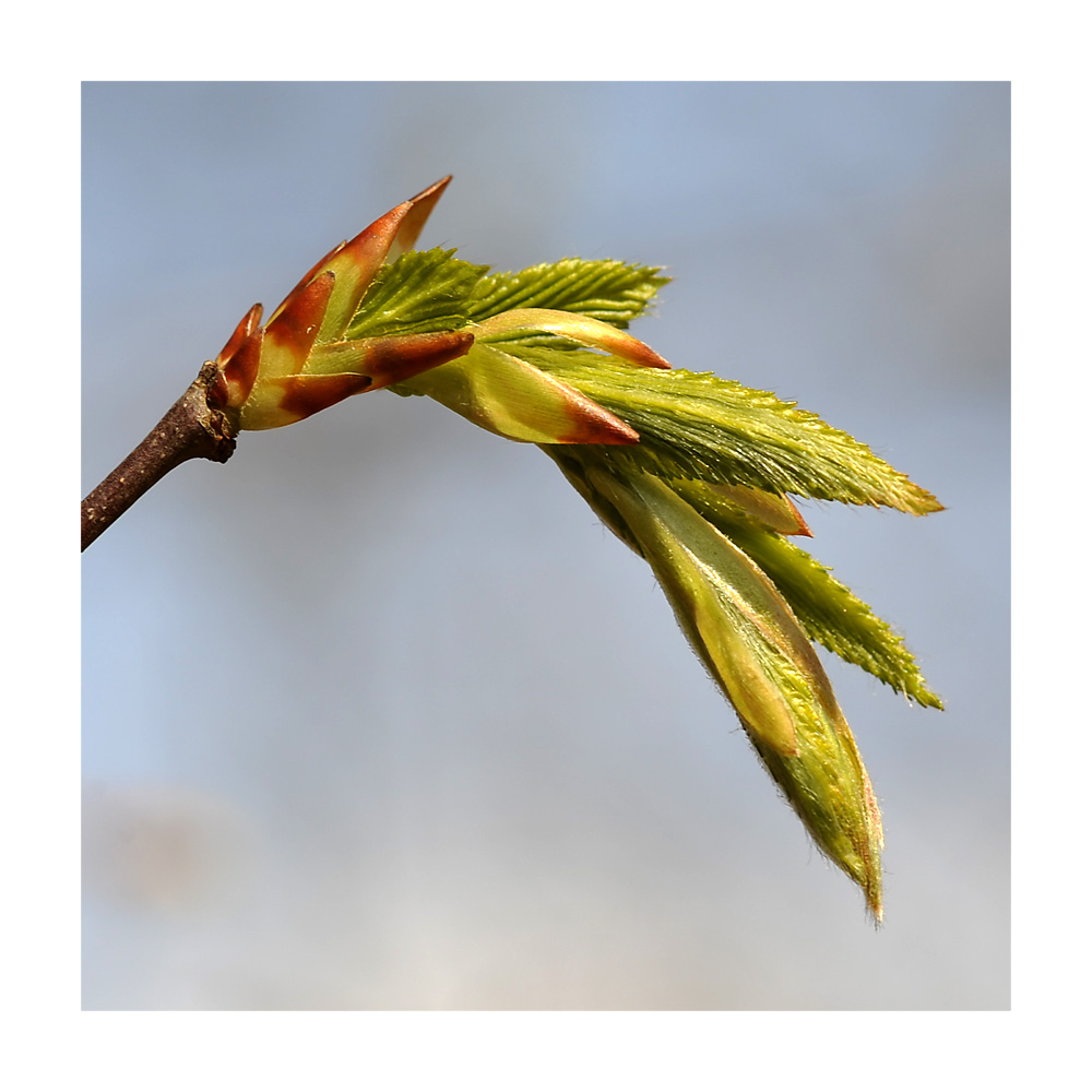 Es gibt Hoffnung - Der Frühling kommt bestimmt noch :-)