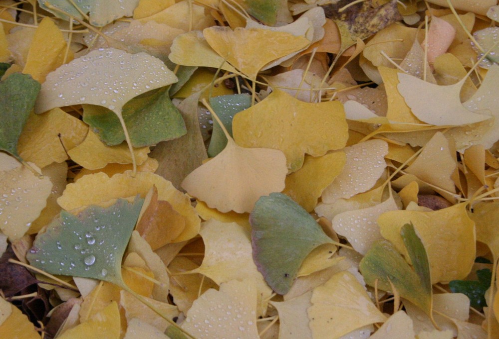 Es gibt ihn noch - den Ginkgo!