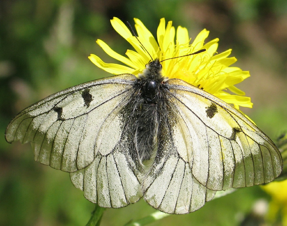 Es gibt ihn noch den Schwarzen Apollo (Parnassius apollo)