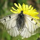 Es gibt ihn noch den Schwarzen Apollo (Parnassius apollo)