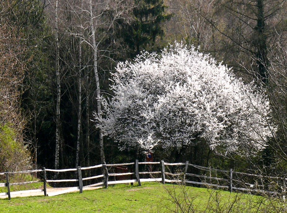 Es gibt ihn wirklich - den Frühling!