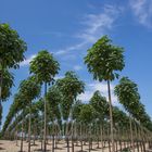 es gibt immer mehr Paulownia-Plantagen