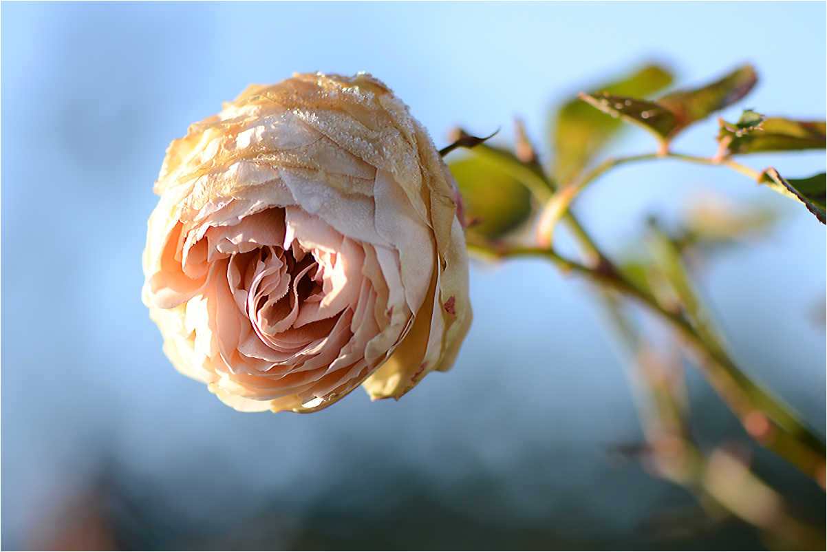 es gibt immer noch Rosen