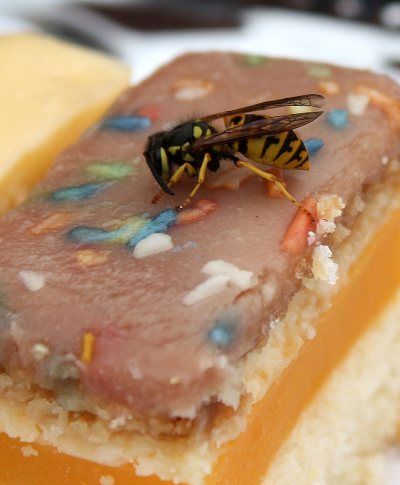 es gibt Kuchen zum Naschen